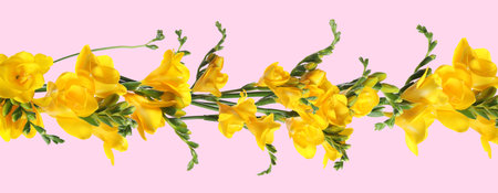 Beautiful yellow freesia flowers on pink background. Banner designの写真素材