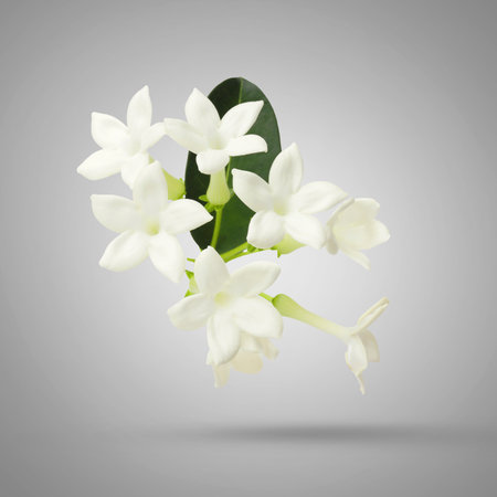 Beautiful jasmine flowers and green leaf falling on gradient gray backgroundの写真素材