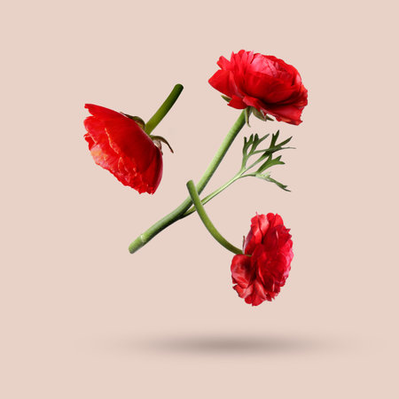 Red ranunculus flowers falling on beige background