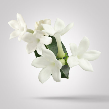Beautiful jasmine flowers and green leaf falling on gradient gray backgroundの写真素材