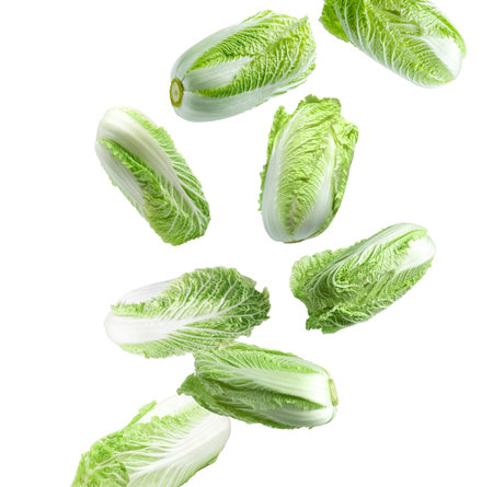 Fresh Chinese cabbages falling on white backgroundの写真素材
