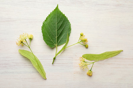 Beautiful linden flowers and leaves on white wooden table, flat layの写真素材