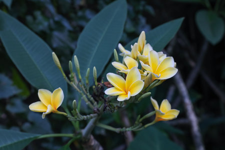 Plumeria shrub with beautiful flowers growing outdoors, closeupの写真素材