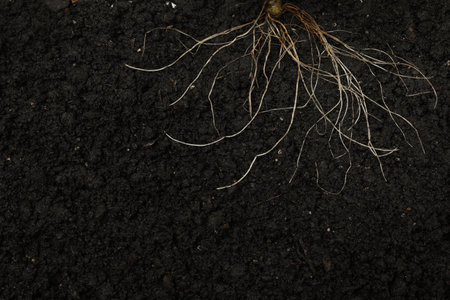 Plant with root in soil, top viewの写真素材