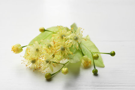 Beautiful linden flowers and leaves on white wooden table, closeupの写真素材