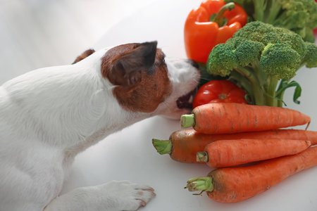 Dog eating fresh vegetables at white table indoors, closeup. Pet foodの写真素材