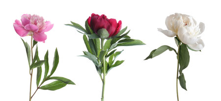 Beautiful peony flowers on white background, setの写真素材