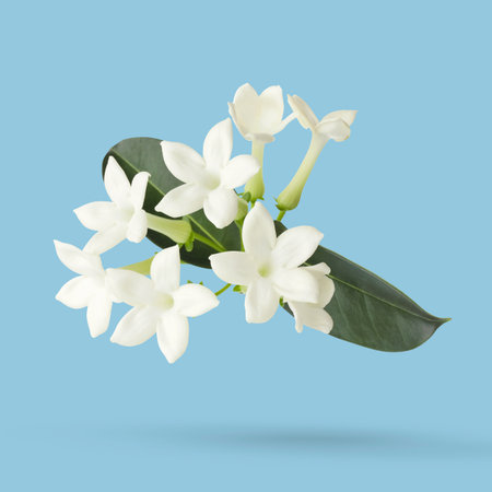 Beautiful jasmine flowers and green leaves falling on light blue backgroundの写真素材