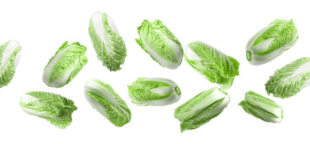 Fresh Chinese cabbages falling on white backgroundの写真素材