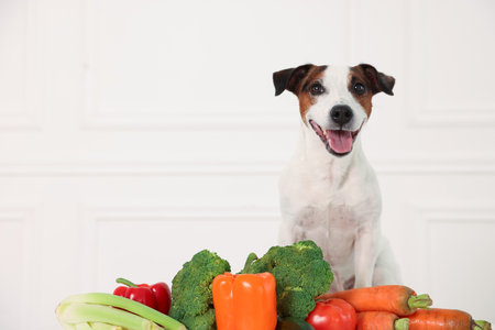 Cute dog and fresh vegetables near white wall at home, space for text. Pet foodの写真素材