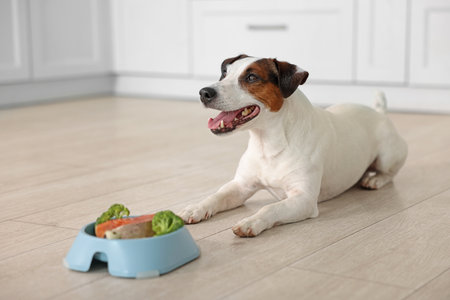 Cute dog and bowl with fresh natural products on floor at home, selective focus. Pet foodの写真素材