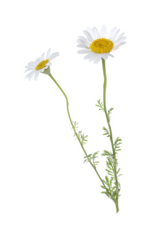 Two beautiful chamomile flowers isolated on whiteの写真素材