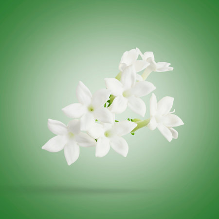 Beautiful jasmine flowers falling on gradient green backgroundの写真素材