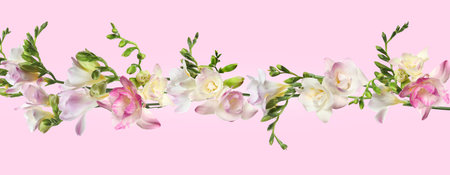 Beautiful fresh freesia flowers on pink background. Banner designの写真素材