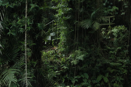 Ticket of lush green. Different wild plants growing outdoorsの写真素材