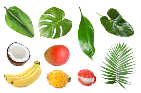 Tropical leaves and fruits isolated on white, setの写真素材