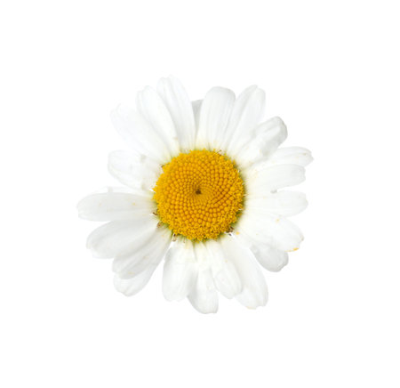 One beautiful chamomile bud isolated on whiteの写真素材