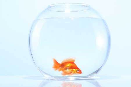 Gold fish swimming in aquarium with clean water on light gray backgroundの写真素材