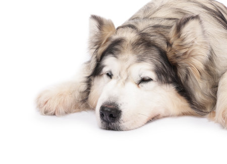 Sleepy Alaskan malamute dog on white backgroundの写真素材