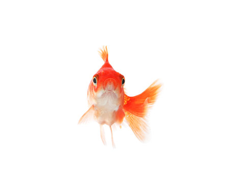 One small beautiful goldfish isolated on whiteの写真素材