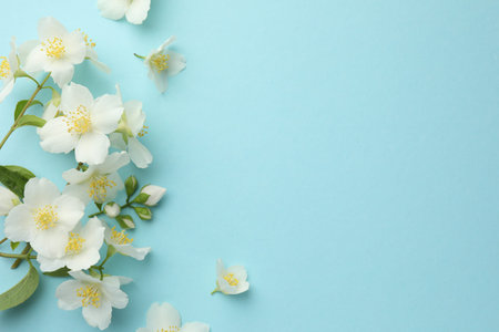 Beautiful jasmine flowers on light blue background, flat lay. Space for text
