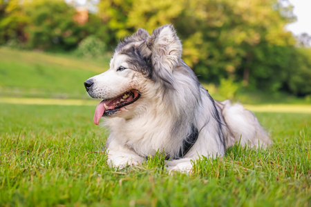 Adorable Alaskan malamute dog lying on green grass outdoorsの写真素材