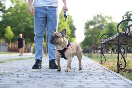 Man with his cute French bulldog in park, closeupの写真素材