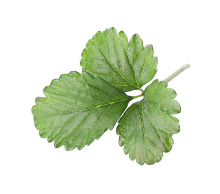 Sprig with green strawberry leaves isolated on whiteの写真素材