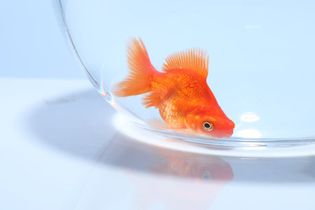 Gold fish swimming in aquarium with clean water on light gray background, closeupの写真素材