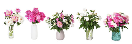Peony bouquets in vases isolated on white, setの写真素材