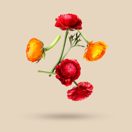Beautiful ranunculus flowers falling on beige backgroundの写真素材