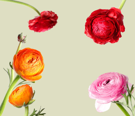 Beautiful ranunculus flowers in air on light olive background