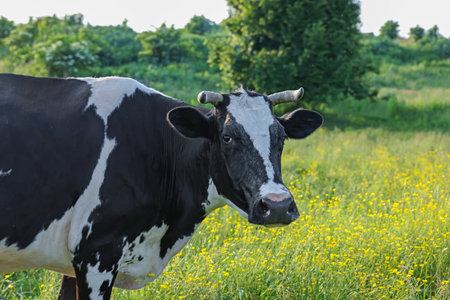 Beautiful cow grazing on green meadow, space for text. Farm animalの写真素材