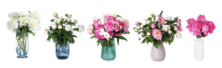Peony bouquets in vases isolated on white, setの写真素材