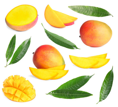 Sweet mango fruits and green leaves isolated on white, setの写真素材