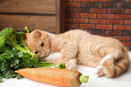 Cat and different vegetables on white table indoors. Pet's balanced dietの写真素材