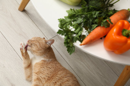Different vegetables on table and cute cat indoors, top view. Pet's balanced dietの写真素材