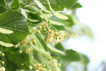 Linden tree branch with leaves and blooming flowers outdoors, closeup. Space for textの写真素材