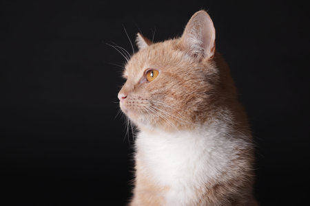 Adorable ginger cat on black background, closeupの写真素材
