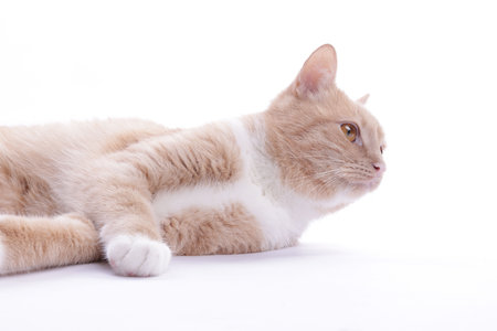 Adorable ginger cat resting on white backgroundの写真素材