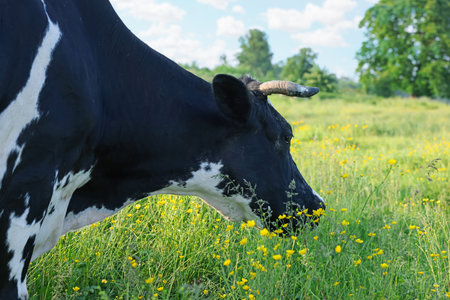 Beautiful cow grazing on green meadow, space for text. Farm animalの写真素材