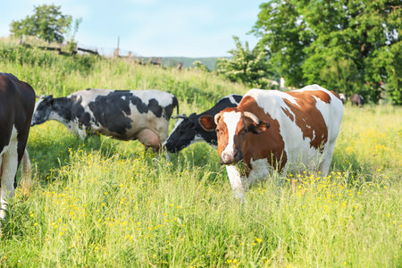 Beautiful cows grazing on green meadow. Farm animalの写真素材