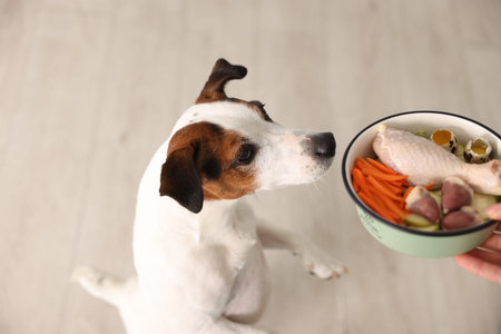 Woman giving bowl with fresh natural products for her dog at home, closeupの写真素材