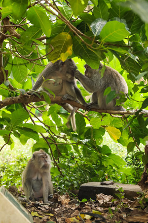 Cute monkeys on tree branch in forest