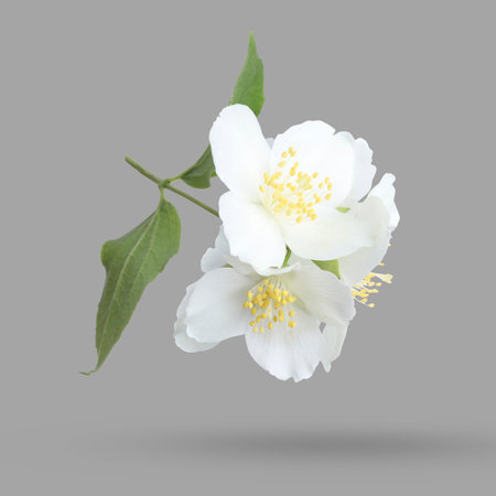 Beautiful jasmine flowers and green leaves falling on gray backgroundの写真素材