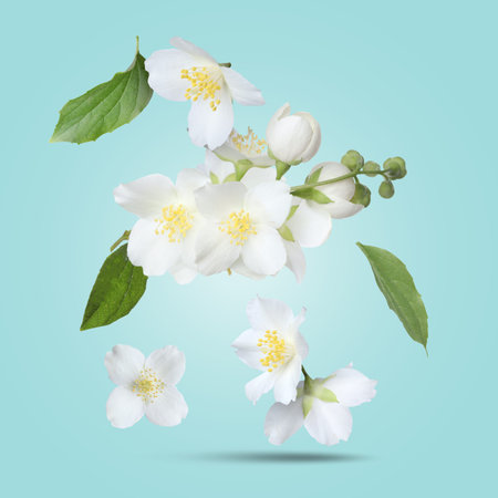 Beautiful jasmine flowers and green leaves falling on turquoise gradient backgroundの写真素材
