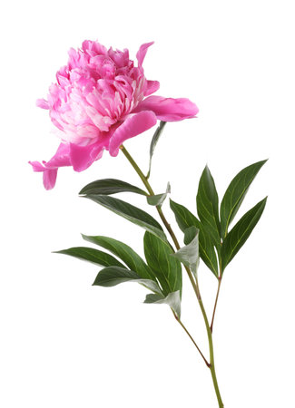 One beautiful pink peony isolated on whiteの写真素材