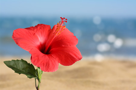 Hibiscus plant with bright red flower on tropical islandの写真素材