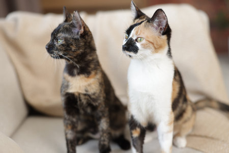 Cute calico kittens on sofa at home