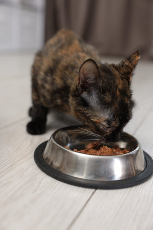 Cute calico kitten eating pet food from bowl on floor at home, closeup